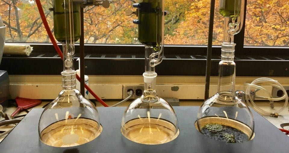 A cellulose extraction manifold showing flasks on a lab bench in the COIL facility